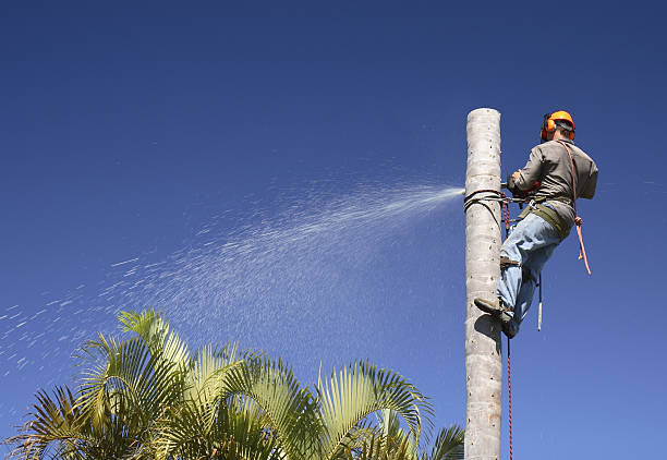 How Our Tree Care Process Works  in  Le Sueur, MN