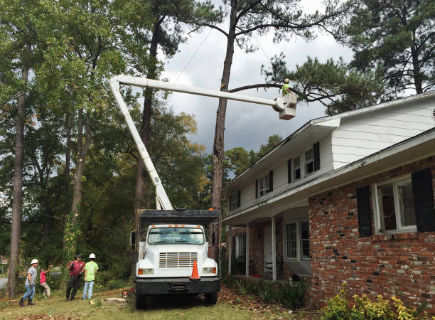 Professional Tree Care in Le Sueur, MN